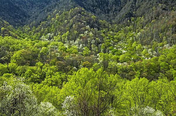 Silver Bell City in Green