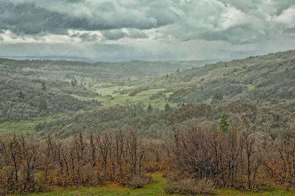 Gambels and Squalls