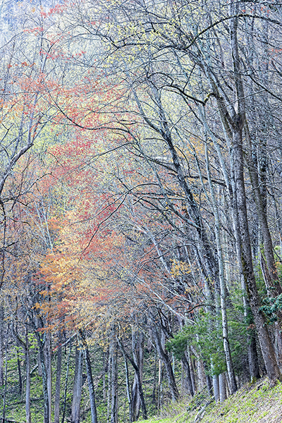 A Communion of Trees