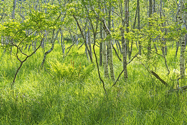 Cinnamon and Grass