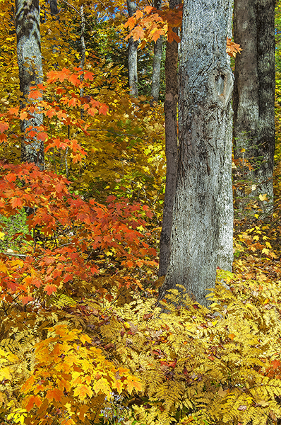 Talking Leaves