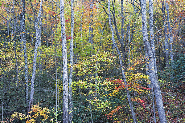 A Leaf or Two Shy of a Tree