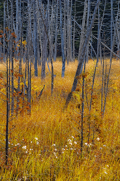 A Marsh-ian Landscape