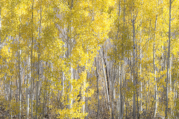 The Golden Aspens of the North Rim