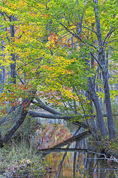 Reflecting on Cromwell Brook